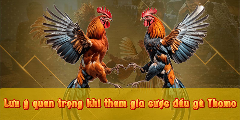 Lưu ý quan trọng khi tham gia cược đấu gà Thomo