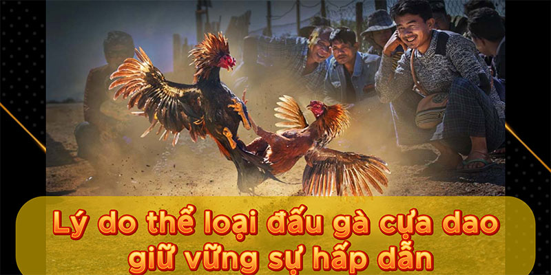 Lý do thể loại đấu gà cựa dao giữ vững sự hấp dẫn